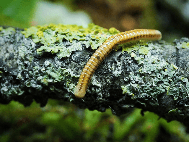 Paraspirobolus lucifugus