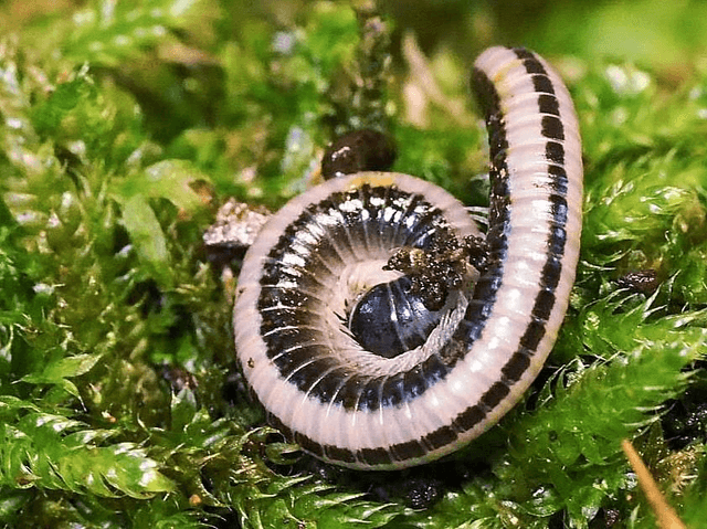 Spirobolellus sp. « Maui »