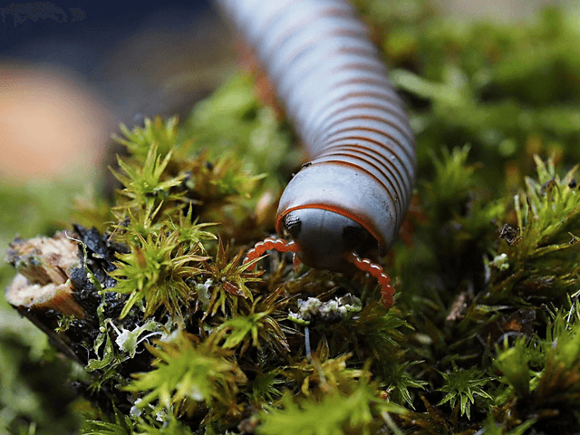 Spirobolus caudulanus