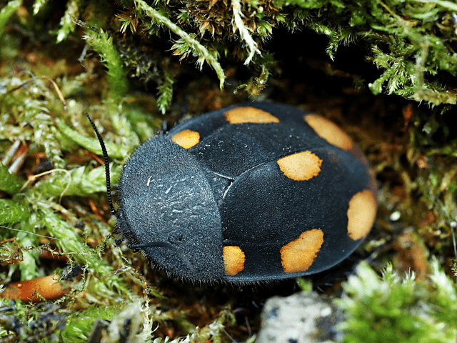 Therea regularis