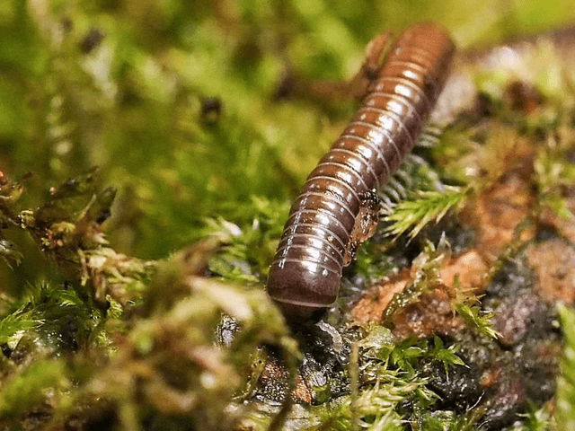 Pseudospirobolellus avernus