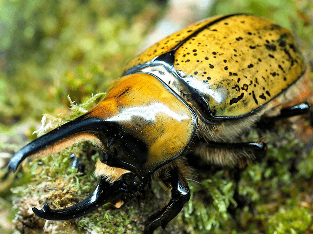 Dynastes miyashitai