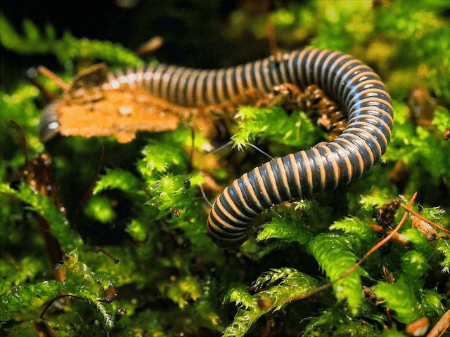 Benoitolus siamensis