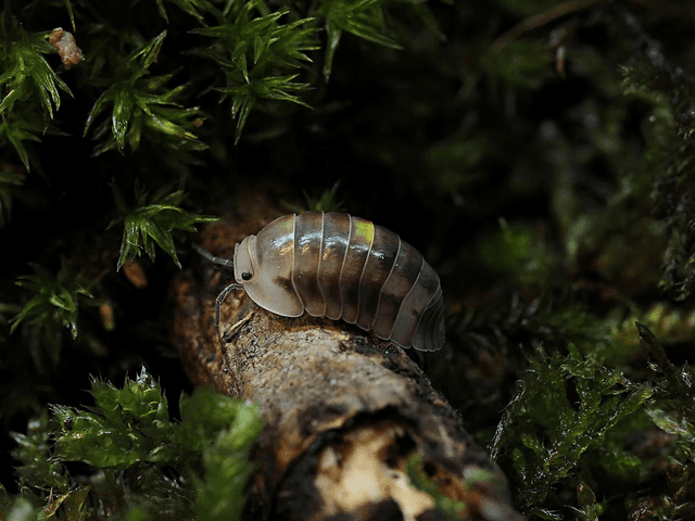 Cubaris sp. « Amber firefly LCF »