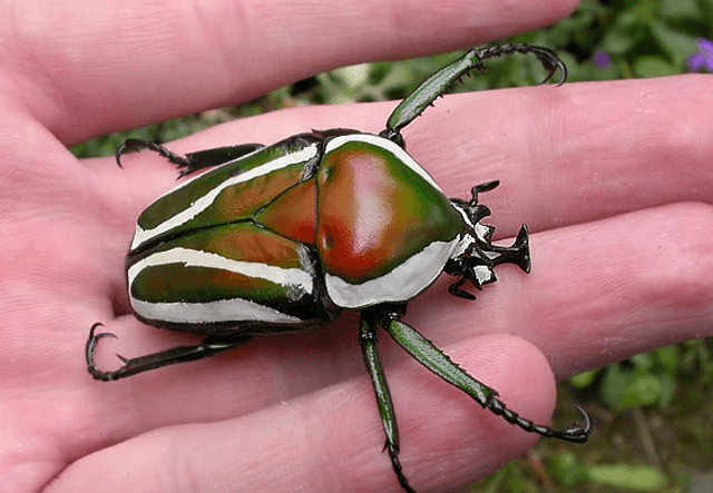 Dicronorhina derbyana derbyana
