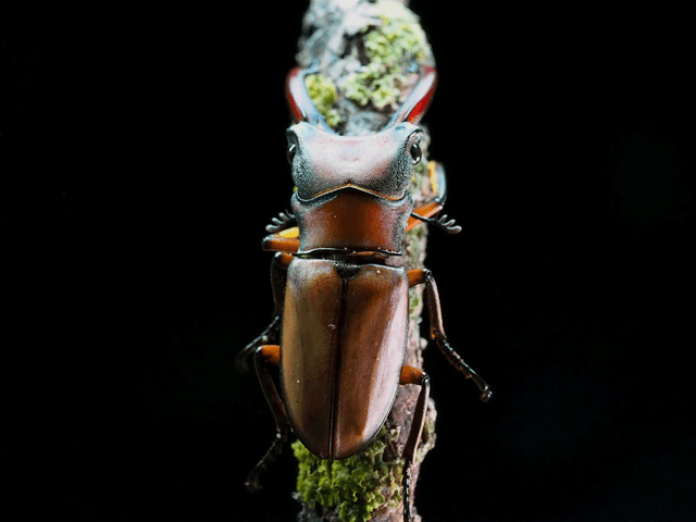 Cyclommatus alagari